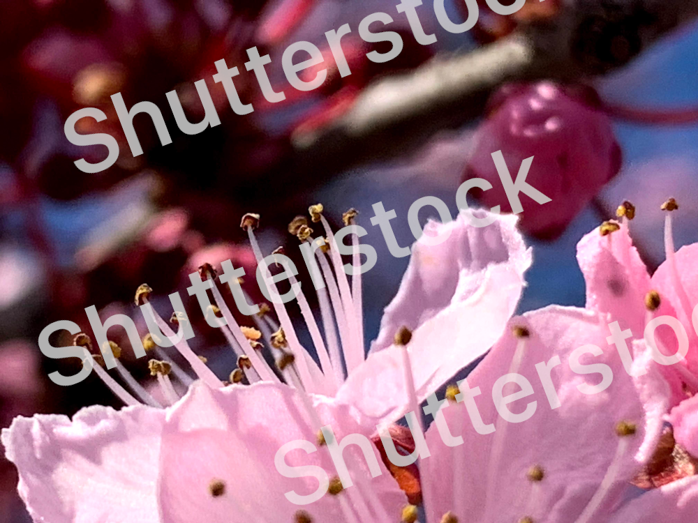 Example of image with watermark