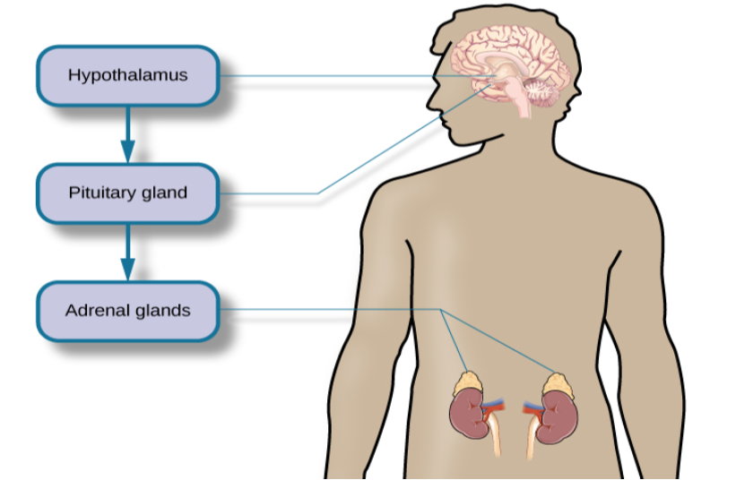 A figure shows an outline of the human body that indicates various parties of the body related to the hypothalamic-pituitary-adrenal axis. The hypothalamus, pituitary gland, and adrenal glands are labeled. There is an arrow from hypothalamus to pituitary gland and another arrow from pituitary gland to adrenal glands. These arrows represent the flow between these organs.