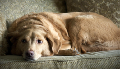 A photograph shows a sad-looking dog.