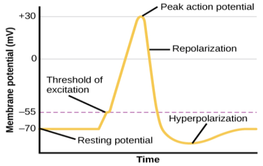 A graph shows the increase, peak, and decrease in membrane potential. The millivolts through the phases are approximately -70mV at resting potential, -55mV at threshold of excitation, 30mV at peak action potential, 5mV at repolarization, and -80mV at hyperpolarization.