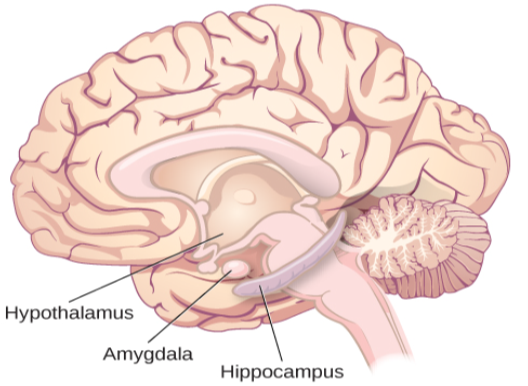 An illustration shows the location of the substantia nigra and VTA in the brain.