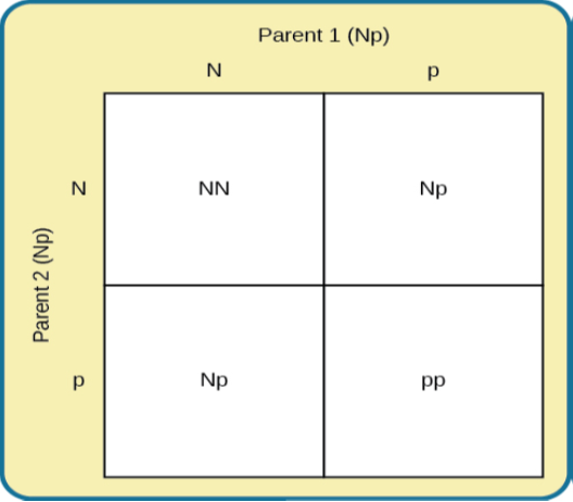 A Punnett square shows the four possible combinations (NN, Np, Np, pp) resulting from the pairing of two Np parents.