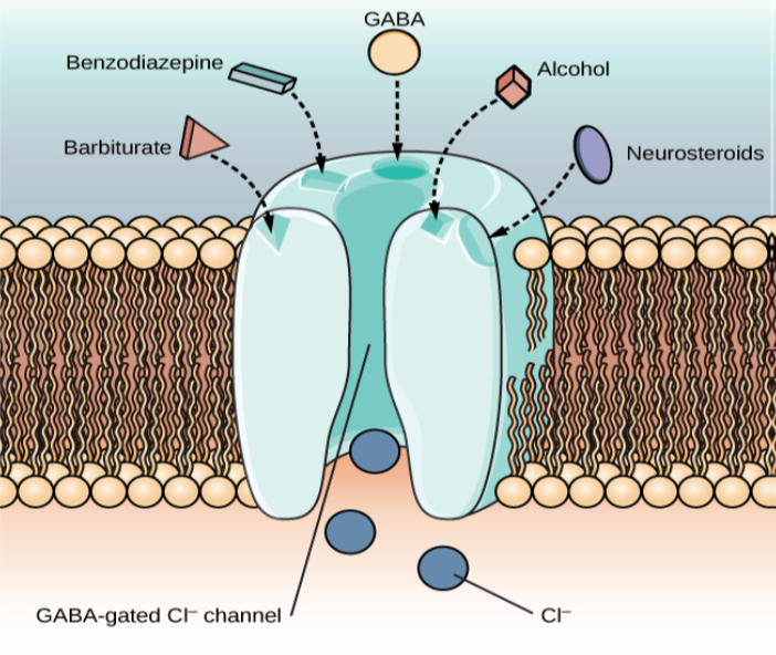 An illustration of a GABA-gated chloride channel in a cell membrane shows receptor sites for barbiturate, benzodiazepine, GABA, alcohol, and neurosteroids, as well as three negatively-charged chloride ions passing through the channel. Each drug type has a specific shape, such as triangular, rectangular or square, which corresponds to a similarly shaped receptor spot.