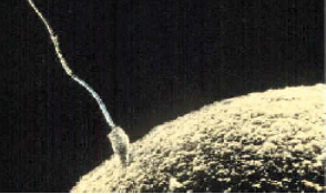 A microscopic picture shows a single sperm fusing with the ovum.