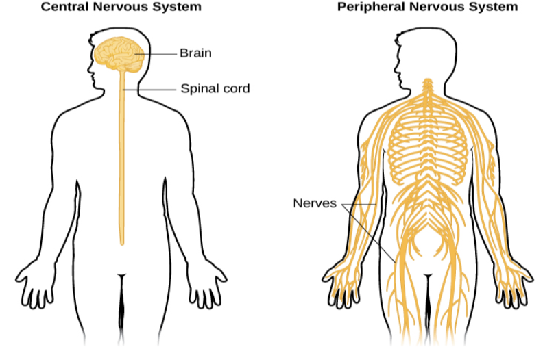 An illustrated outline of a human body labeled “central nervous system” shows the location of the “brain” and “spinal cord.” An illustrated outline of the human body labeled “peripheral nervous system” shows many “nerves” inside the body.