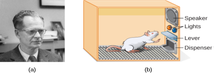 Photograph A shows B.F. Skinner. Illustration B shows a rat in a Skinner box: a chamber with a speaker, lights, a lever, and a food dispenser.