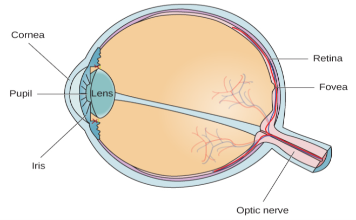 Different parts of the eye are labeled in this illustration. The cornea, pupil, iris, and lens are situated toward the front of the eye, and at the back are the optic nerve, fovea, and retina.