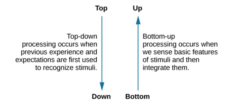 The figure includes two vertical arrows. The first arrow comes from the word “Top” and points downward to the word “Down.” The explanation reads, “Top-down processing occurs when previous experience and expectations are first used to recognize stimuli.” The second arrow comes from the word “bottom” and points upward to the word “up.” The explanation reads, “Bottom-up processing occurs when we sense basic features of stimuli and then integrate them.”